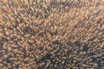 Aerial shot of foggy forest at sunrise. Flying over misty  pine trees in autumn