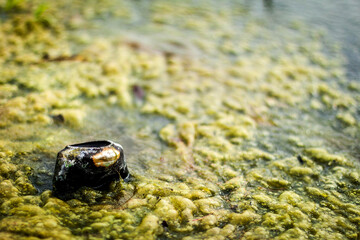 A polluted river in Swaziland with green algae and a rusted Coca-Cola can. 