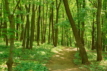 Green trees seen in the forest at Belgorod Oblast in the summer time. May be used like background.