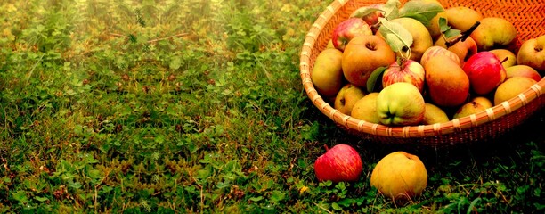 äpfel im korb ernte banner 
