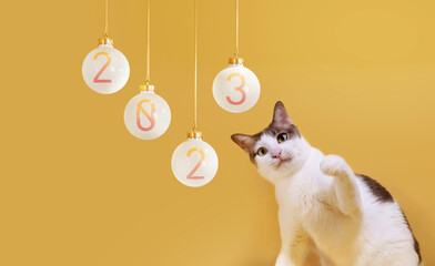 A white cat is having fun with the numbers 2023 in a Christmas ball. for decoration at party Or as a background and start in the new year.