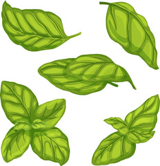 basil leaf green herb set cartoon. fresh spice, leaves food, plant vegetable, herbal view, salad, italian organic, seasoning basil leaf green herb vector illustration - obrazy, fototapety, plakaty