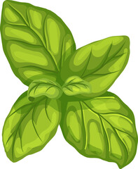 basil leaf cartoon. green herb, fresh view, leaves spice, top food plant, italian salad, herbal basil leaf vector illustration