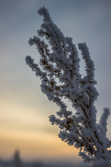 a snow-covered tree branch