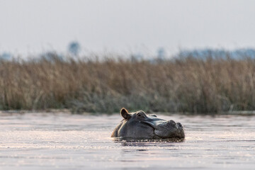 Fototapeta premium Low perspective shot of a partially submerged hippotamus, Hippopotamus amphibius, floating in the Okavango delta during golden hour.