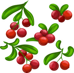 cranberry berry food set cartoon. organic fruit, fresh leaf, ripe object, juicy red, healthy dessert, cowberry cranberry berry food vector illustration