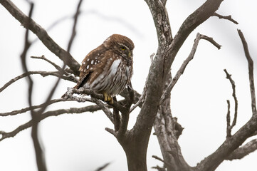 Ferruginous Pygmy owl, Glaucidium brasilianum, Calden forest, La Pampa Province, Patagonia, Argentina.