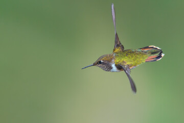 Chispitas, Selasphorus scintilla, hummingbirds - 554234239