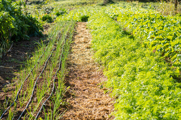 organic vegetable garden