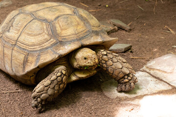 Naklejka premium Big brown tortoise stand on soil background