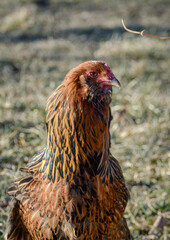 Americana Chicken in a Backyard Flock