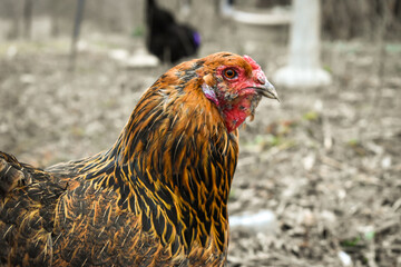 Americana Chicken in a Backyard Flock
