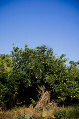 Fototapeta na wymiar Lemon tree and blue sky, beautiful natural background