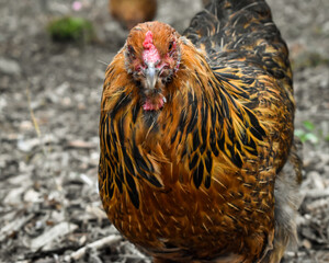 Americana Chicken in a Backyard Flock