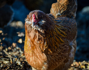 Easter Egger Chicken