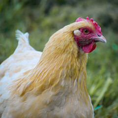 Buff Orpington Chicken