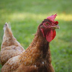 Calico Princess Chicken Walking in Grass