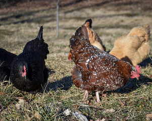 Flock of Chickens in Grass