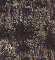 old dried moss on a tree