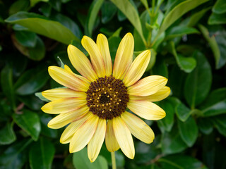 Yellow young sunflower flower head close up front view