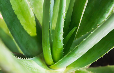 Close up Aloe Vera plant for cosmetic or healthcare medical.