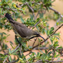 a Marico sunbird in the wild