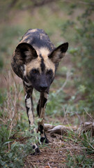 An African wild dog portrait in the wild