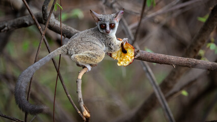 Bushbaby feeding on an apple