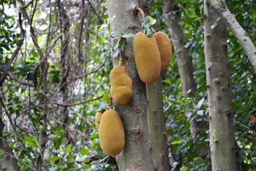 jackfruit (Artocarpus heterophyllus) is a species of tree in the Artocarpus genus of the mulberry family (Moraceae). Botanical Garden, Rio de Janeiro.