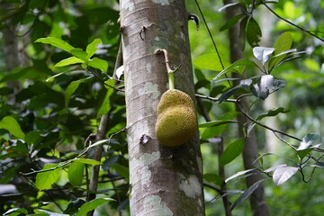 jackfruit (Artocarpus heterophyllus) is a species of tree in the Artocarpus genus of the mulberry...