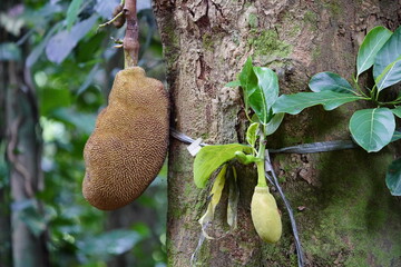 jackfruit (Artocarpus heterophyllus) is a species of tree in the Artocarpus genus of the mulberry...