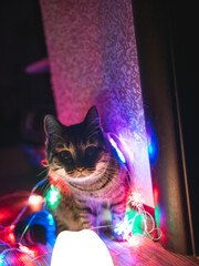 cat with luminaire garland