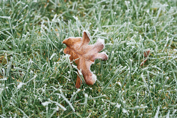A frozen, brown oak tree leaf laying on a bed of frosty green grass.