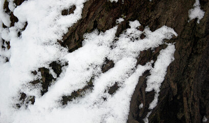 close-up of snow covered bark of a tree, texture of snow on a bark of a tree, white and brown colors, as natural background, natural winter wallpaper