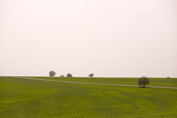 Obraz na płótnie Canvas Green field with trees.