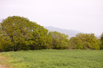 Green field with trees.