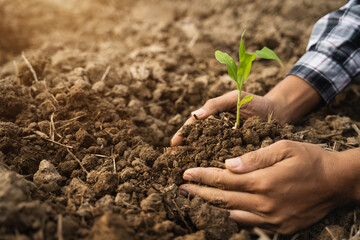 Human Hands Planting Young Green Plants.