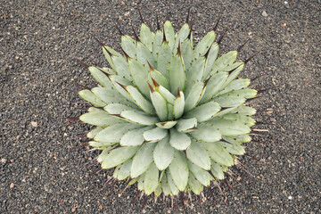 Aloe claviflora plant in Lanzarote