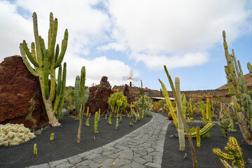 Cactus garden in Lanzarote island
