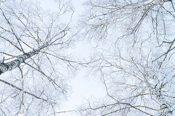 tree branches on a sunny winter day, covered with a thick layer of snow