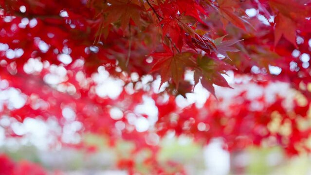 Super slow motion of red maple leaves shaking in bright bokeh background during autumn in japan