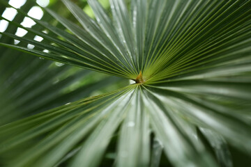 An abstract background of green palm leaf in a blurry focus.