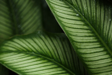 The background of natural green leaves with veins.
