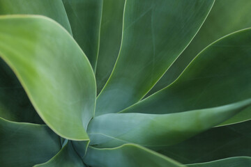Fototapeta na wymiar Abstract close-up image of the leaves of the agave plant. The background of green agave leaves.