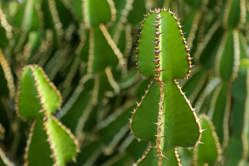 Background in the form of green cacti. A colony of cacti  close-up.