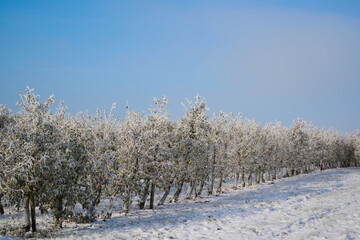 Apfelbaum in Obstplantage im Winter von Schnee und Eis bedeckt vor blauem Himmel fast Wolkenlos
