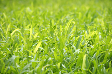 Green grass in the sun