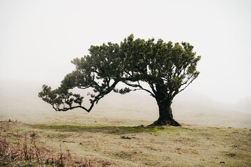 a lone tree in the middle of a foggy field at fanal on madeira