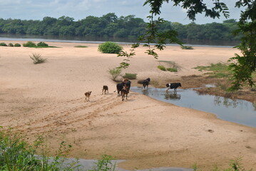 Oxen in the river