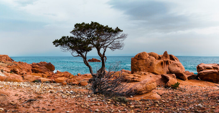 rocky red granite landscape and lone tree at Coccorocci Beahc on the east coast of Sardinia